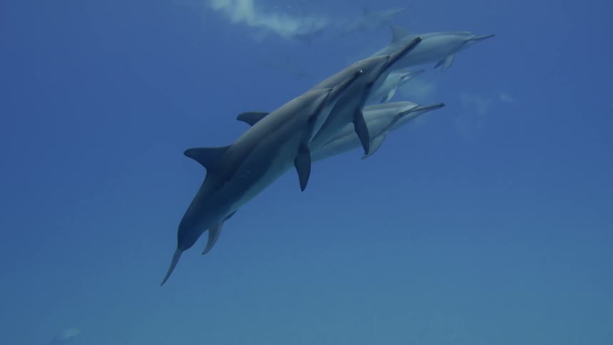 Dolphins are swimming in the ocean