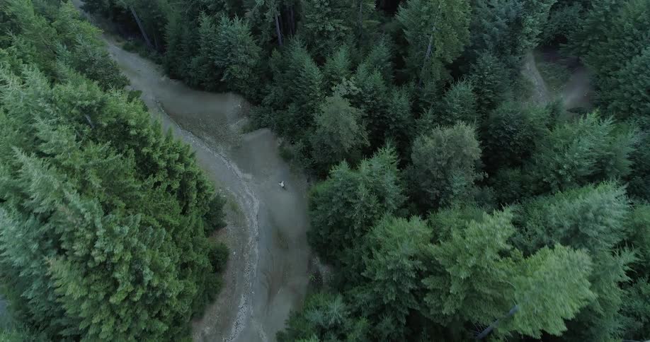 Cyclist rides mountain bike on path in forest of fir trees