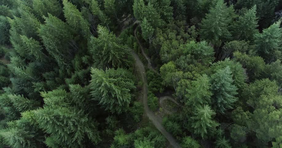 Aerial view of trees in a forest are displayed