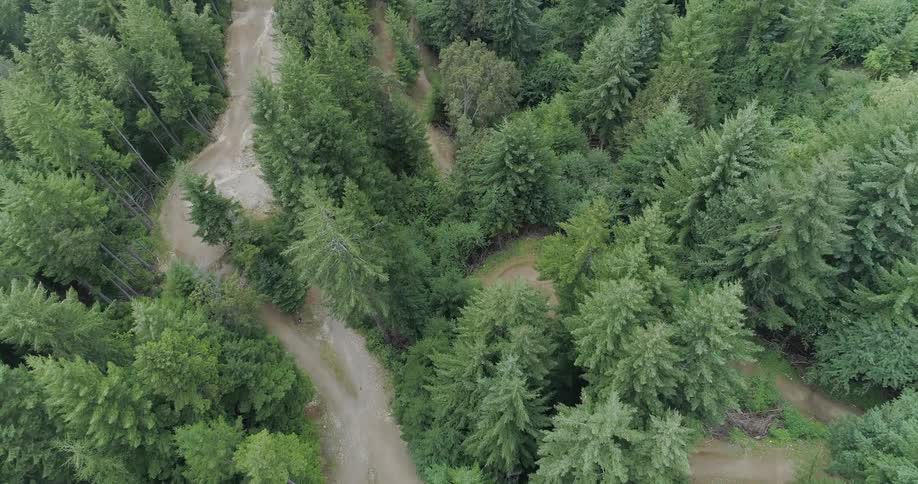 An aerial view of evergreen trees in a forest