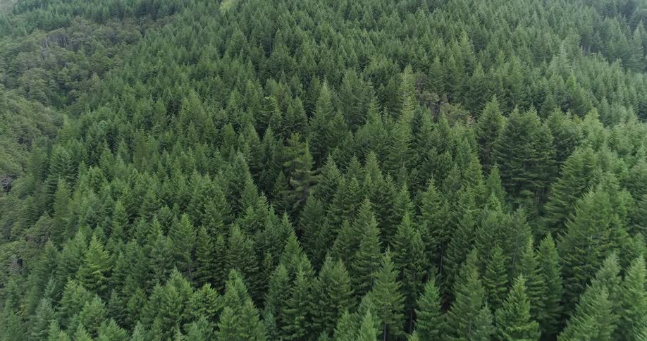 Forest of many fir trees from an aerial view