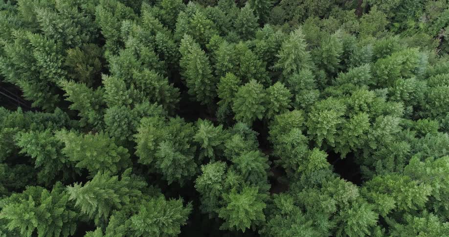 Forest of fir trees seen from above
