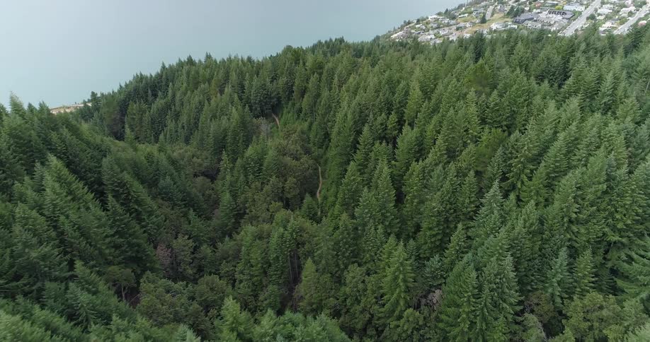 An aerial view of a forest body of water and land during the day