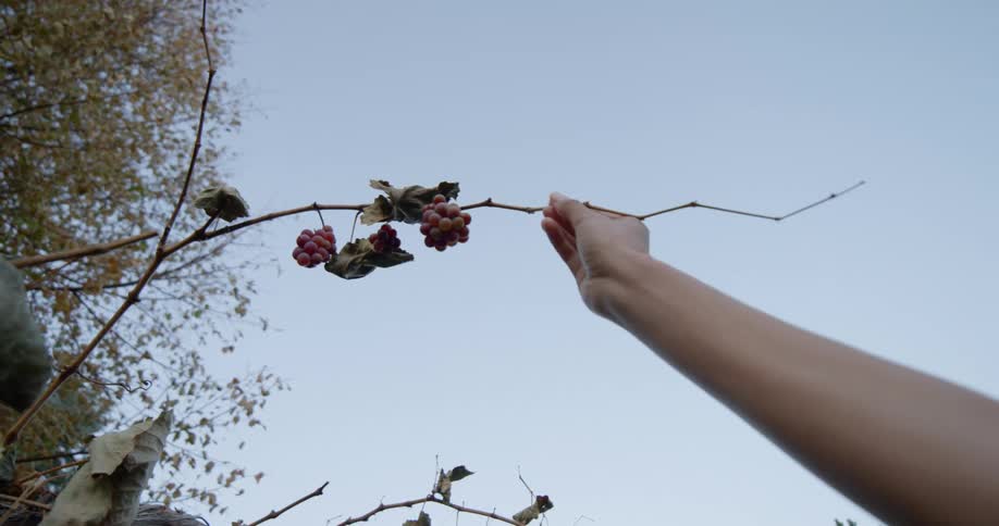 A person pulling on a grape vine with purple grapes