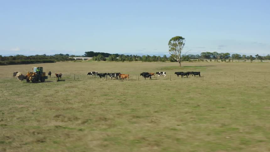 A group of cows on a field with a tractor and trees in the background on a sunny day