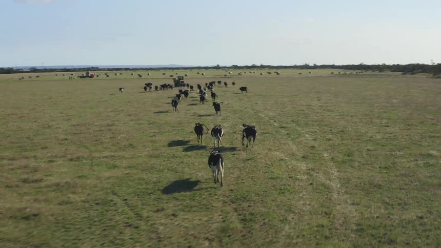 Aerial view of a herd of cows running out of the corral into a pasture