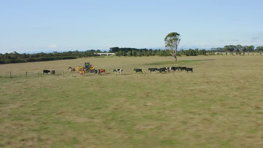 Cows run alongside a tractor in a large open field