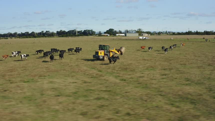 Cows and a tractor carrying hay move along a pasture during the day