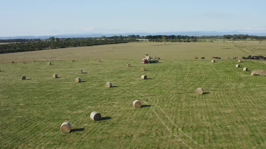 A vast field in the countryside containing round hale bales and a herd of cattle