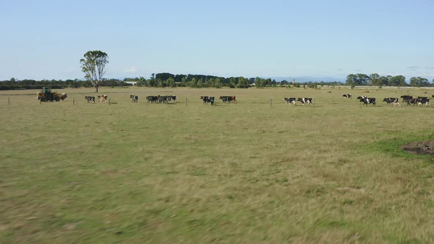Cows in a field on farmland walking in a herd towards a tractor at daytime