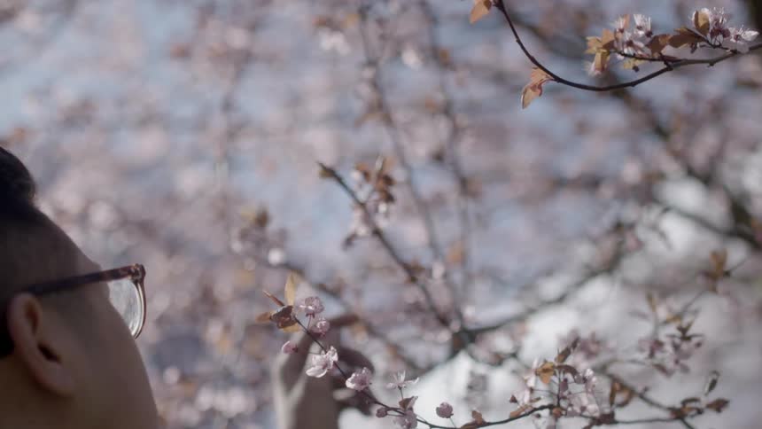 Spectacled man looking at pink blossoms on a tree