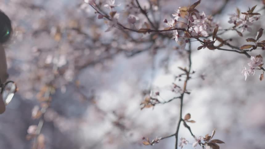 A man looking at the blossoms on a cherry tree