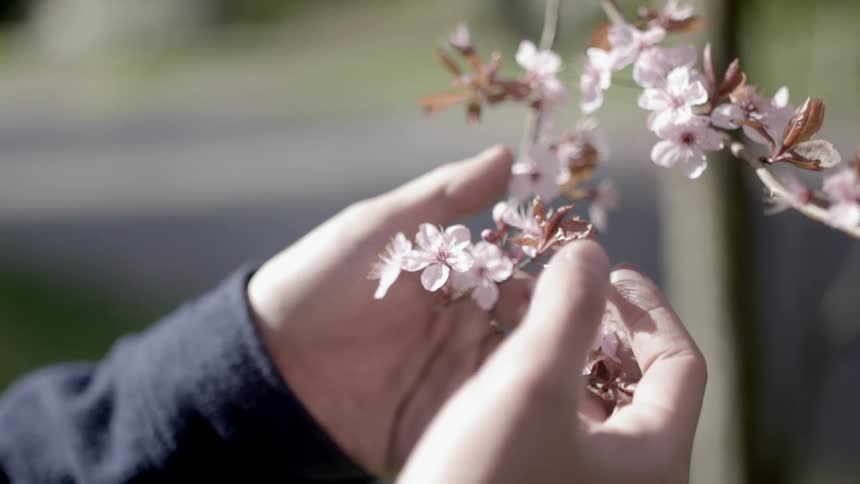 Person gently grasping flower blossoms on a branch in their hand