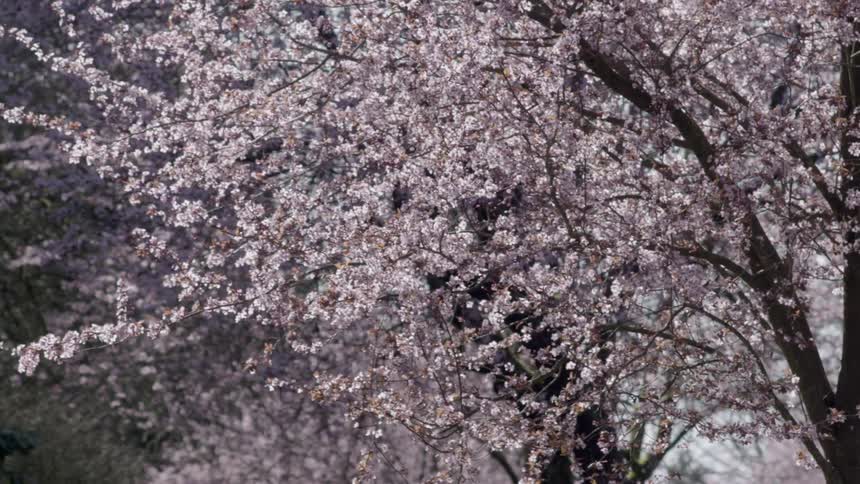A breeze rustling the branches of a blossoming cherry tree