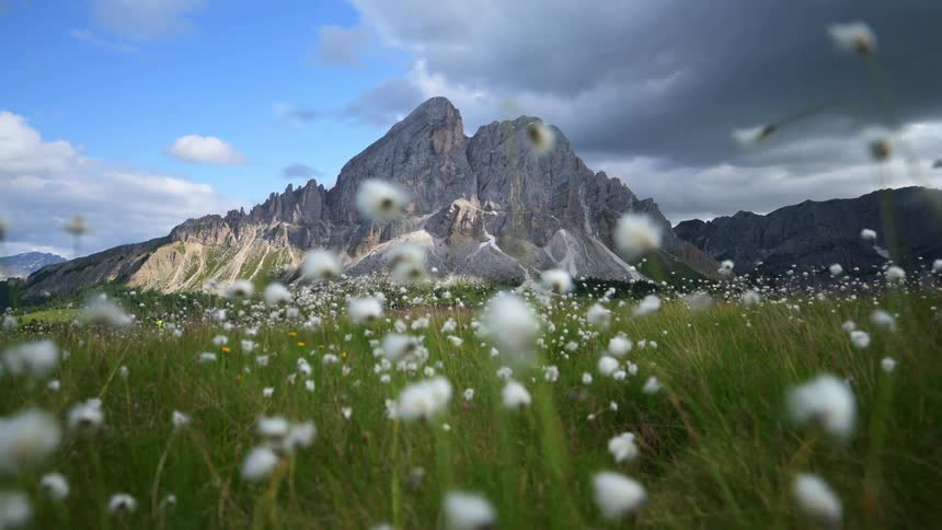 Grass and wild flowers before mountains on a cloudy day