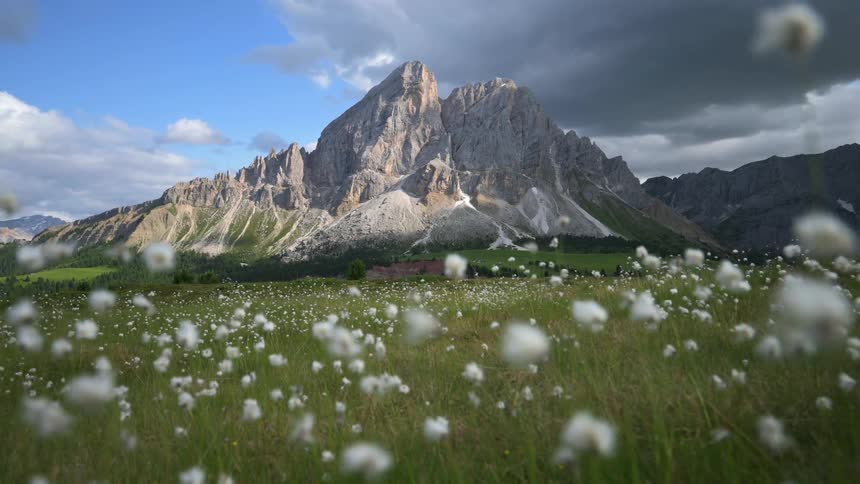 Small white flowers cover a meadow in front of a steep valley at the bottom of a large mountain on a sunny day with a bright blue sky