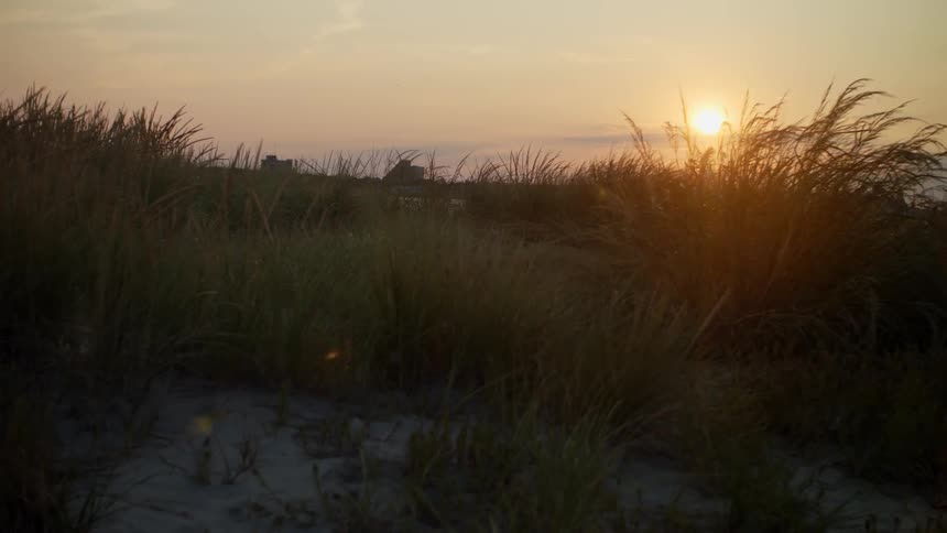 Tall grass growing in the sand waving in the wind at sunset