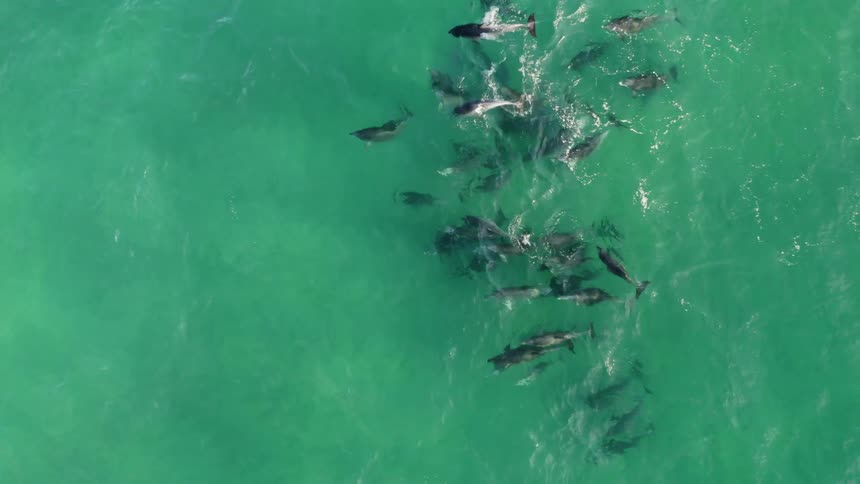 A pod of dolphins swimming on the surface of the green ocean waters