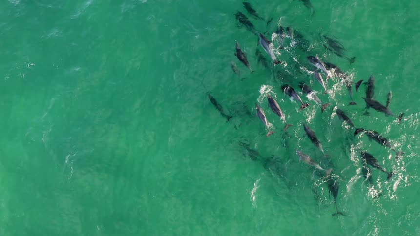 Pod of dolphins swimming on the surface of the green clear ocean waters