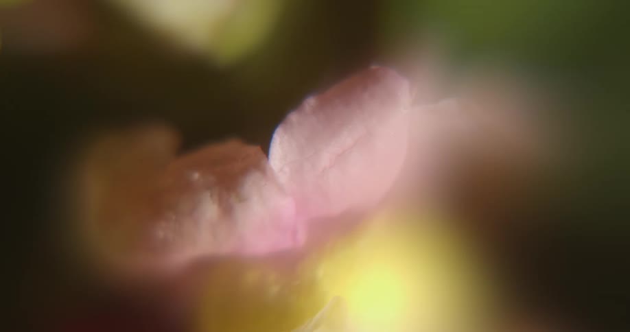 Flowers and leaves very close up and blurred