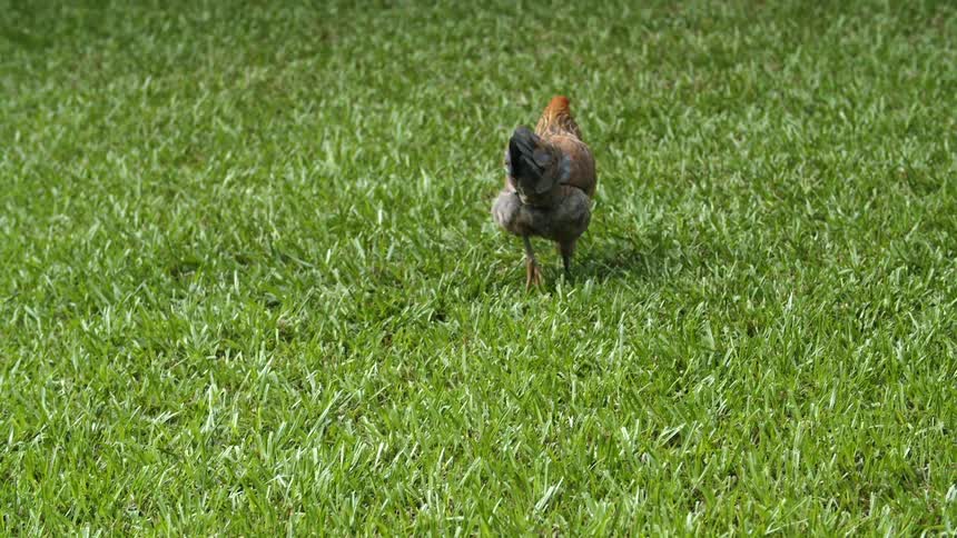 A black chicken runs after a brown chicken slowly walking through a yard