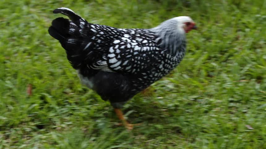A chicken with black and white feathers walks along a grassy field