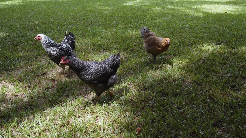 Chickens walk around on green grass