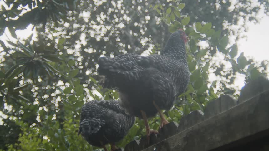 Two chickens are standing on the top of a wooden fence