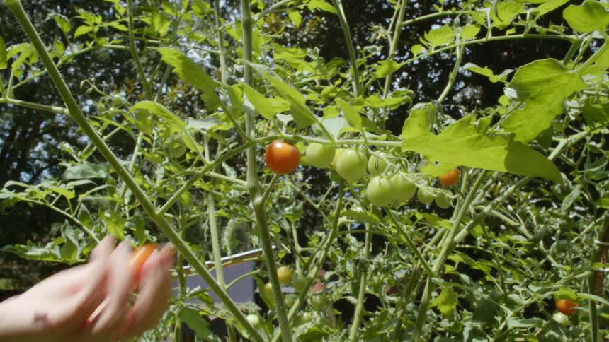 Hand reaches over to a vine and plucks off a fresh tomato during the day