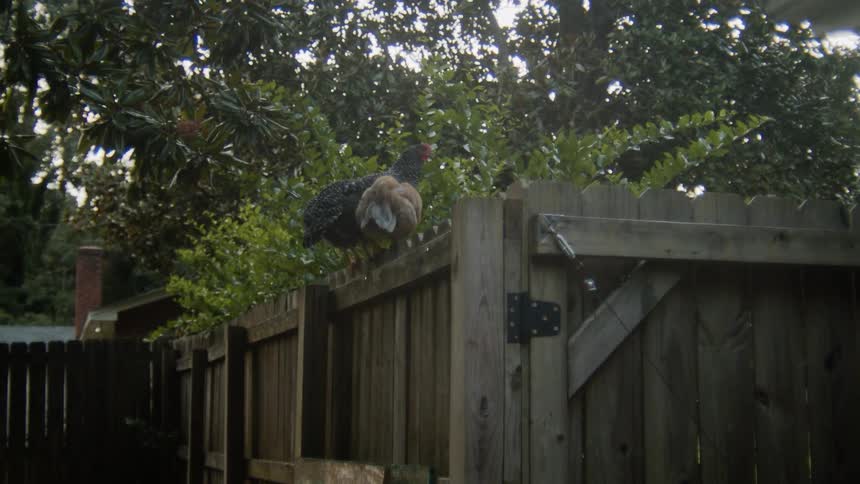 A brown chicken and a black and white spotted chicken pecking around on top of a fence outdoors