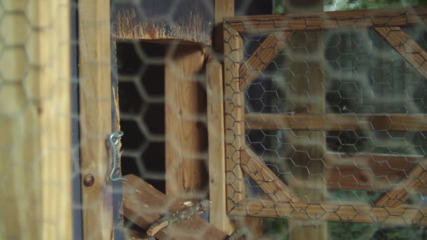 Chicken entering a wooden coop through a small opening in a farm