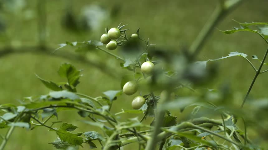 Tomato plant with green tomatoes hanging from the stem
