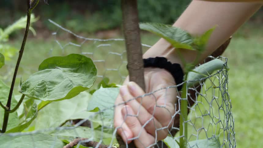 A woman pushes a gardening stake into the ground near a plant and fence