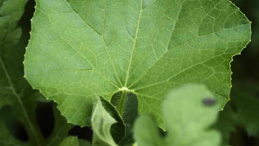 Close up of a big green leaf on a plant outdoors