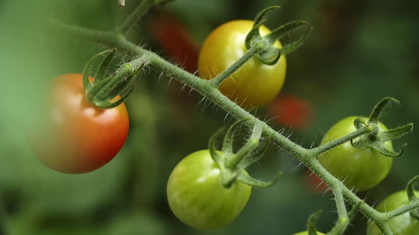 Fresh green and red tomatoes hanging from the plant outdoors
