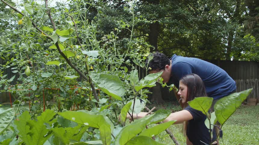 A man and woman kneel at a large outdoor bush pulling out a small branch