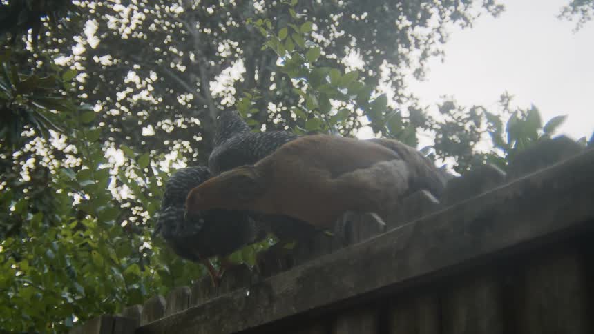 Two black chickens and a brown chicken perch on top of a wooden fence in a yard