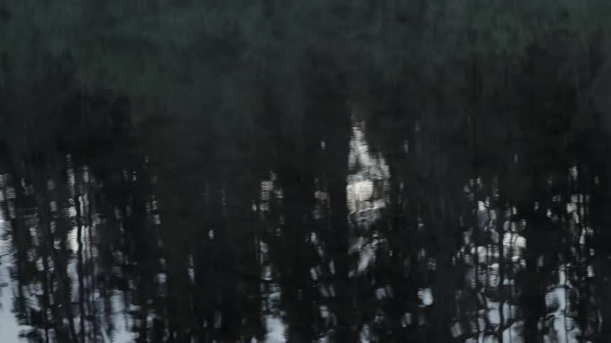 Trees reflections in a lake