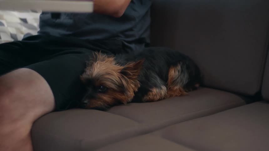A man sitting on a sofa reaches down to pet a small dog resting next to him on the cushion