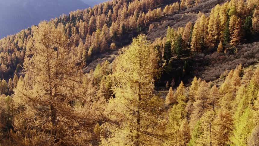 View of landscape of a slope of a hill with trees and leaves turning in fall during the day