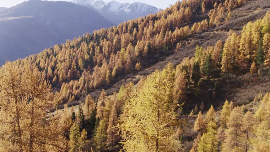 Aerial view of trees covering the mountains