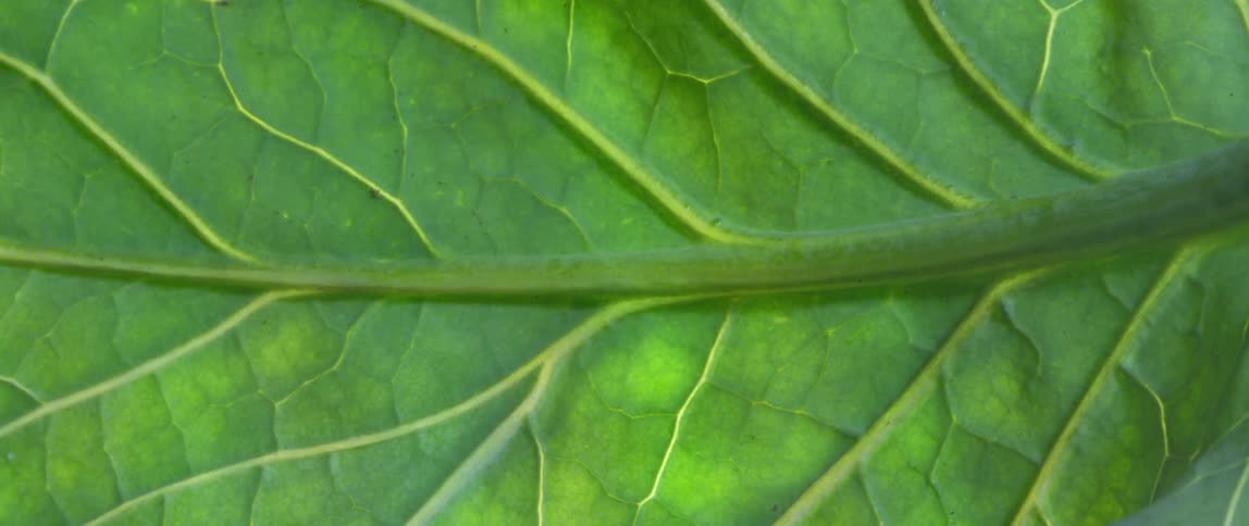 Close up view of a leaf is displayed