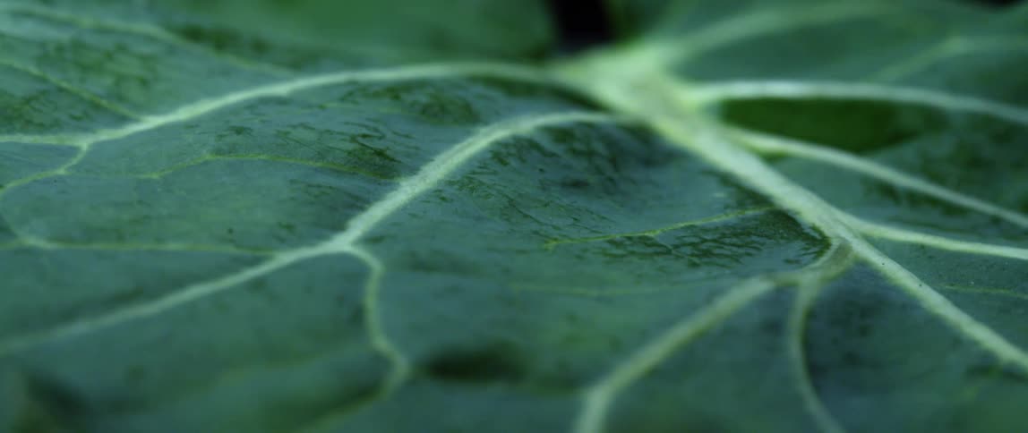 A close up of a leaf is displayed