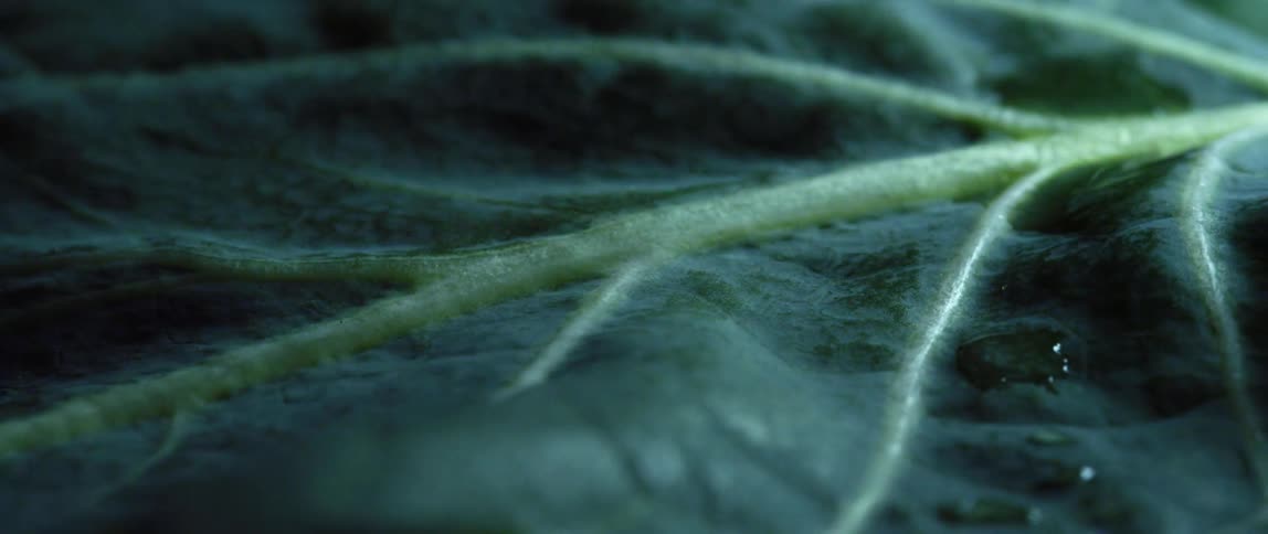 The midrib and veins of a green leaf