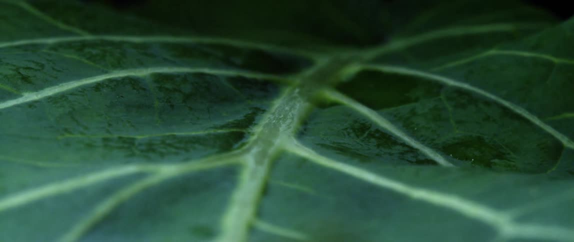 The midrib and veins running through a leaf carrying a droplet of water