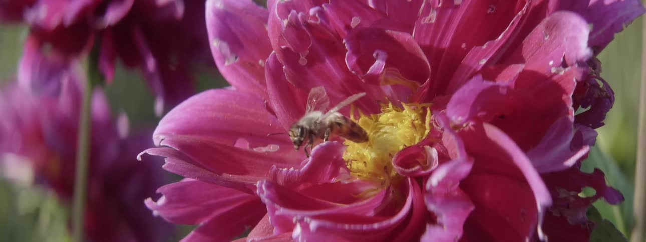 Honey bee flying away from a blooming flower outdoors