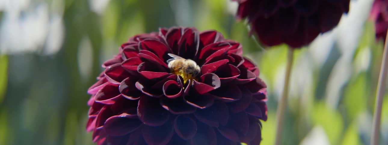 A bee walks on a flower