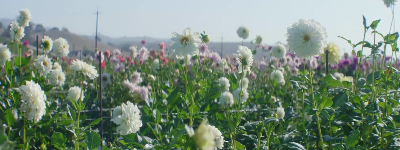 A large field full of colorful blooming flowers