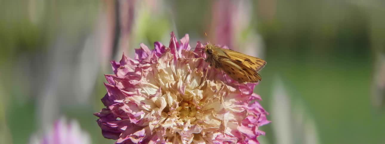 Yellow butterfly feeding on the polen of a flower outdoors
