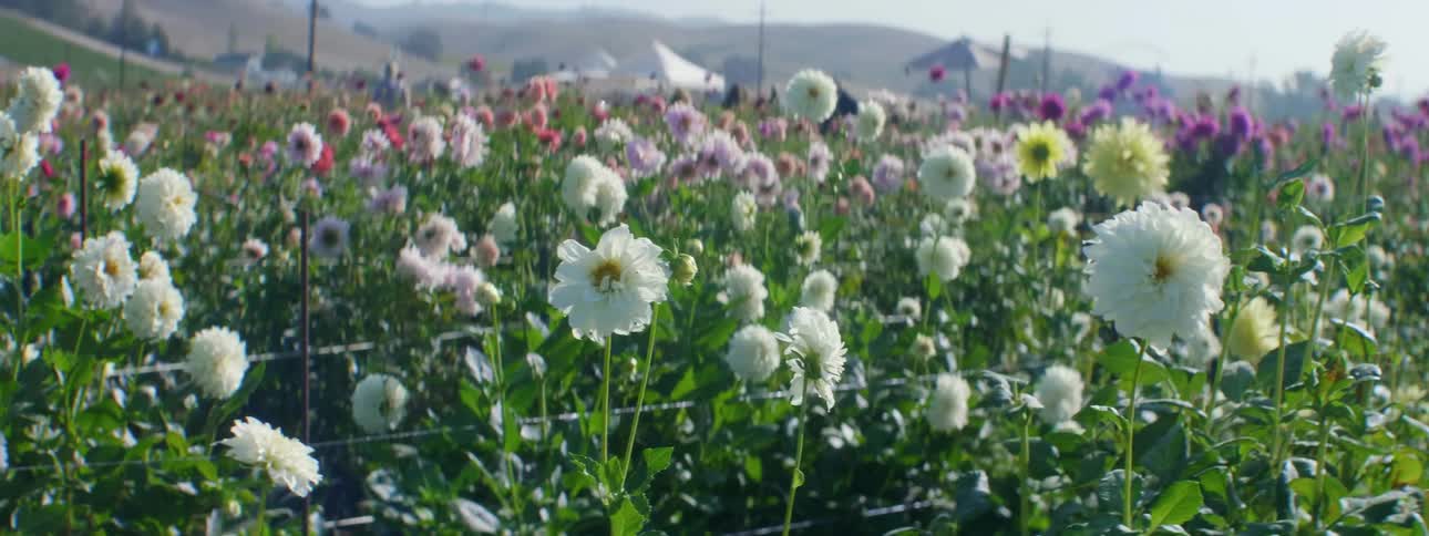 Flowers are displayed in a field